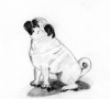 View all of the Pencil Pug Designs...