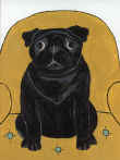 (A12) Black Pug on chair