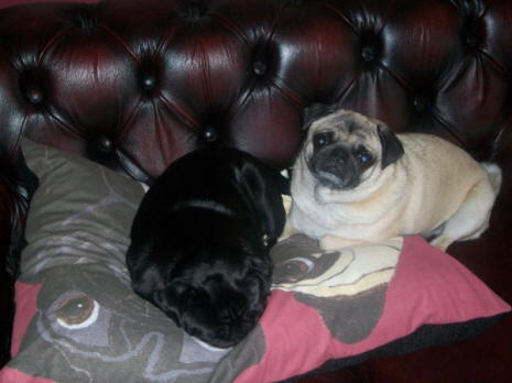 Phoebe-Rose and Gladys love their A25 (24 x 30) dog bed.