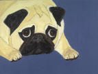(A5) Fawn Pug with blue background