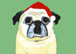 (HA72) - Holiday Senior Fawn Pug