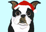 (HBOS) - Holiday Boston Terrier 2