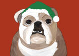 (HBUL) - Holiday Bulldog