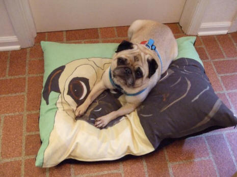 Knox loves his new 24 x 30 bed - Design A69