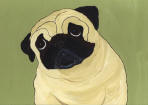 (A46) Fawn Pug with green background