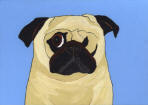 (A54) One eyed Fawn Pug with blue background