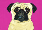 (A74) Fawn Pug w/ Hot Pink Background