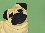 (A35) Fawn Pug with green background