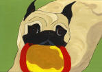 (A39) Fawn Pug running with frisbee