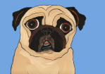 (A91) Fawn Pug with Blue Background