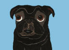 (A95) Black Pug with Blue bkg