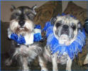Pug Lovers California