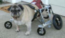 K-9 Carts