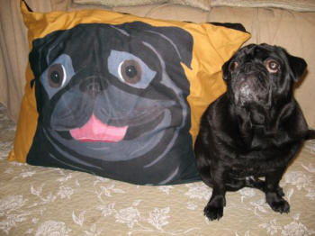 Mugs loves his 24 x 30 dog bed! Photo courtesy of Johnny B., Japan
