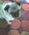 Eastside Pug Meetup