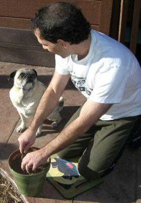 Emmitt & Fred using their pug cushion - Design A43