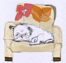 Bw20- Pug Sleeping on Chair