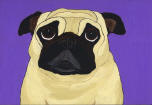 (A49) Fawn Pug with purple background