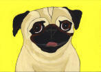 (A51) Fawn Pug with yellow background