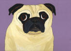 (A52) Fawn Pug with light purple background