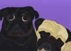 (A53) Fawn & Black Pugs with purple background