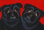 (A66) 2 Black Pugs with red background