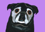 (A73) Senior Black Pug w/ lavendar background