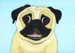 (A75) Smiling Fawn Pug w/ Baby Blue Background