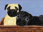 (A17) Fawn & Black Pugs in a box