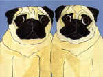 (A24) 2 Fawn Pugs with blue background