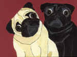 (A25) Fawn & Black Pugs with maroon background