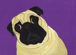 (A37) Fawn Pug with purple background