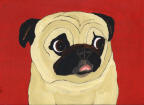 (A61) Fawn Pug with red background