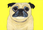 (A65)  Senior Fawn Pug with yellow background