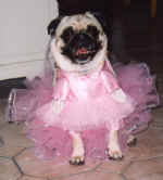 Halloween 2000 - Ballerina Pug