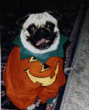 Pumpkin Pug