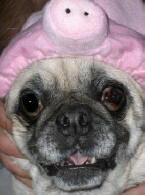 Halloween 2006 - Piggy Pug