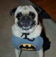 Halloween 2002 - Bat Pug