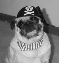 Halloween 2003 - Pirate Pug